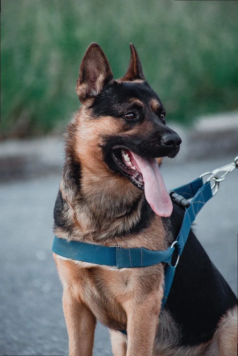 Close-up vertical shot of a sitting German Shepherd on a leash, outdoors.