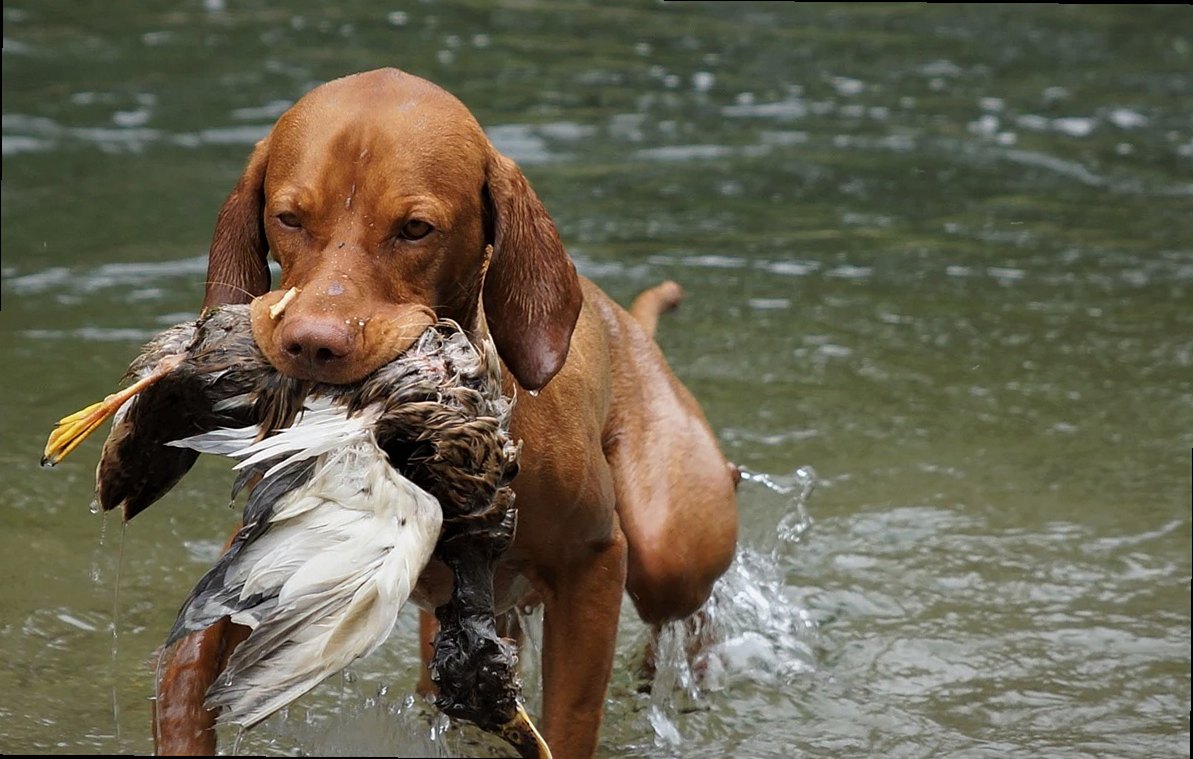 dog, hunting dog, vizsla, hunt, pet, hunting training, animal, retrieve, water training