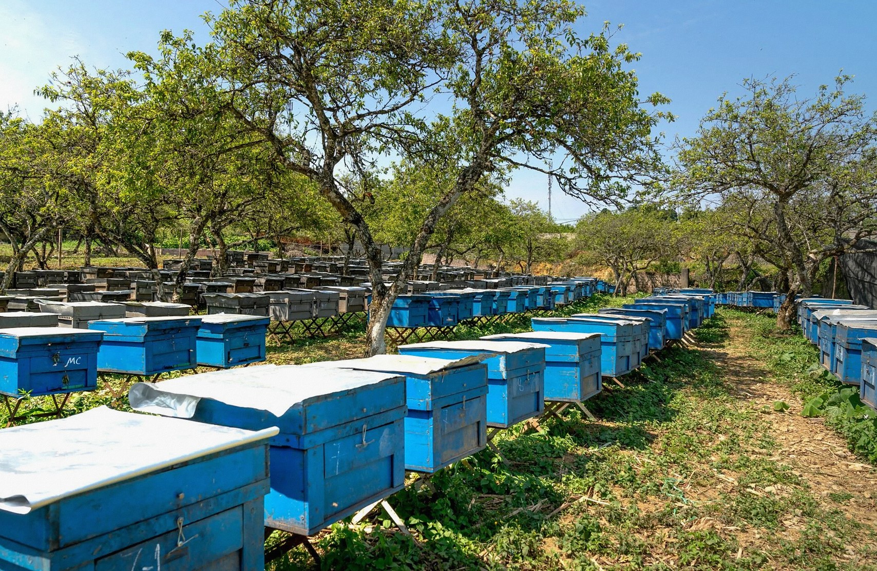 A scenic outdoor view of blue beehives amidst trees in a rural orchard, capturing the essence of beekeeping.