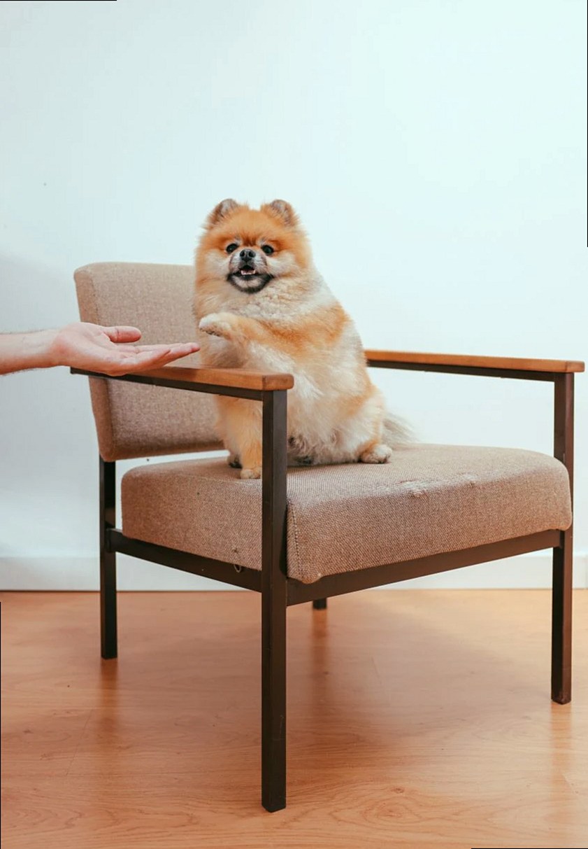 Adorable Pomeranian dog sitting on a chair, giving paw to a human hand indoors.